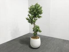 �t�F�C�N�O���[��