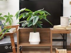 プラントボックス、インテリアグリーンも激安販売！｜オフィス家具