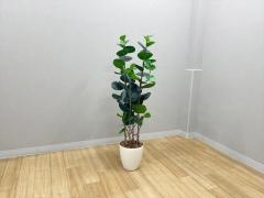 �t�����[�{�b�N�X�E�t�F�C�N�O���[��