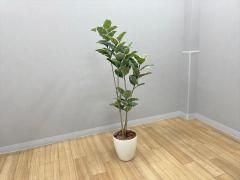 �t�����[�{�b�N�X�E�t�F�C�N�O���[��