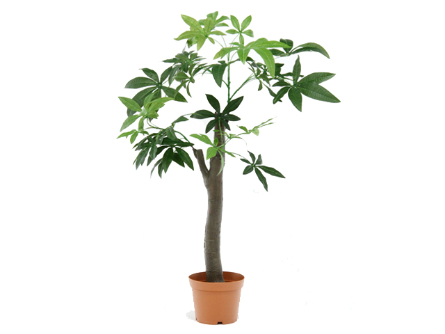 tFCNO[@pL@p̖؁iق̂j^Cv@52665