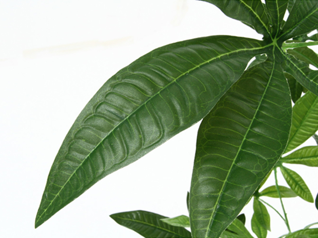 tFCNO[@pL@p̖؁iق̂j^Cv@52665