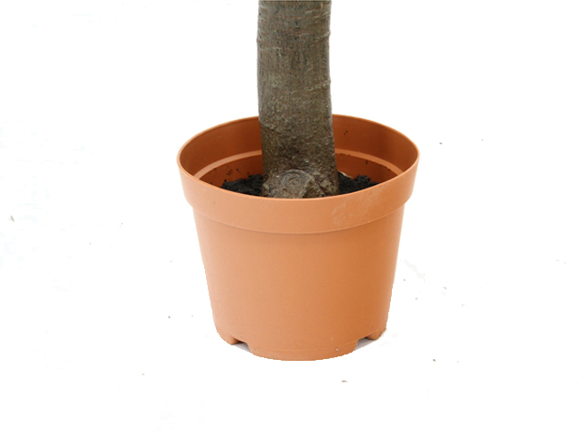 tFCNO[@pL@p̖؁iق̂j^Cv@52665