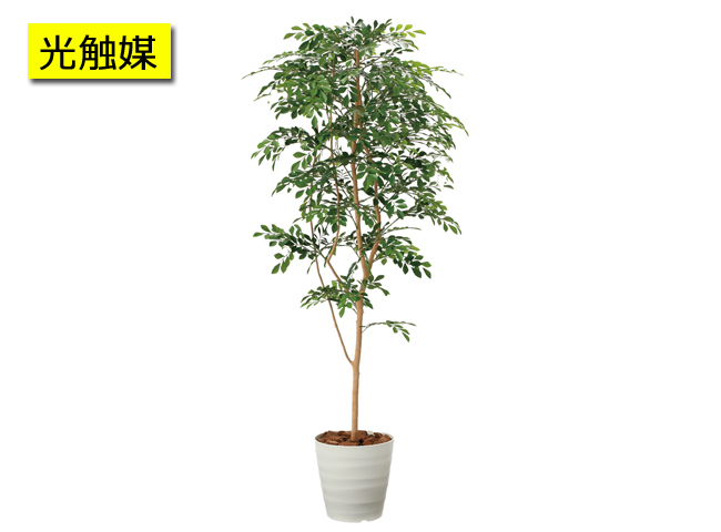 �t�F�C�N�O���[���@���G�}�@�O�v�@�g���l�R1.8�@G-TN18